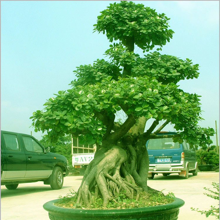 榕树盆景新品上市盆景盆景批发小型盆景树木盆景