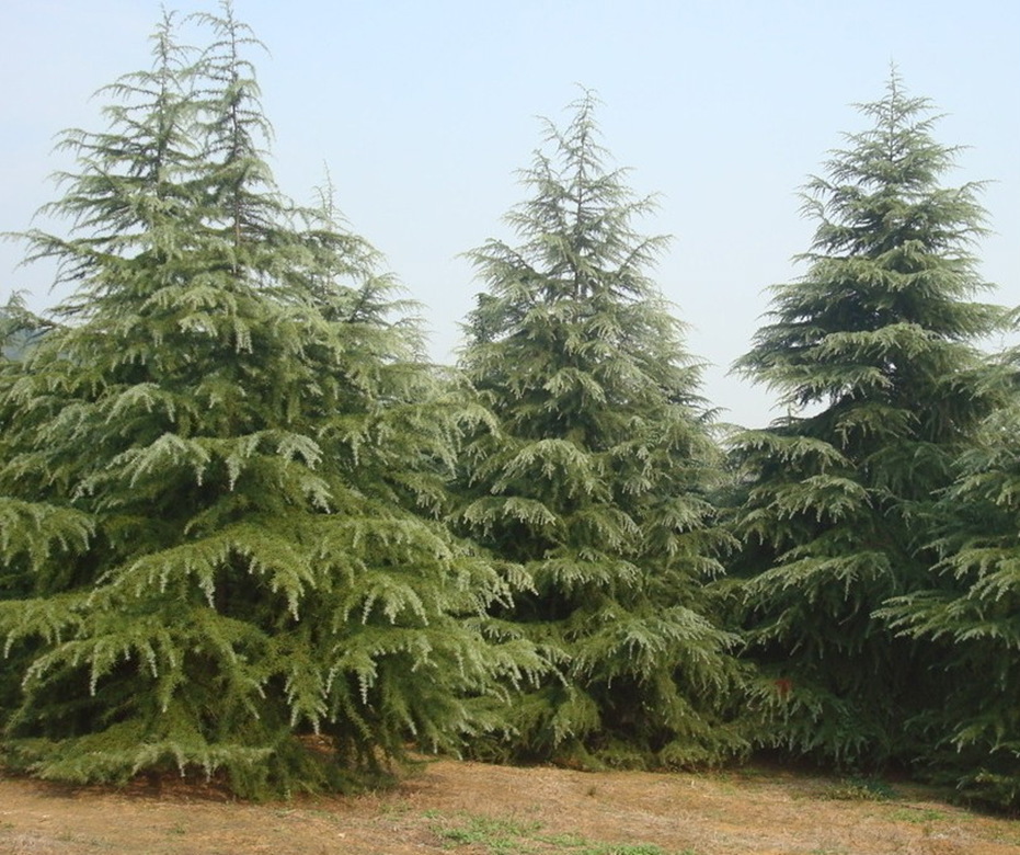 雪松 造型 精品 优质苗  树木 城市行道树  园林 绿化 工程 苗圃