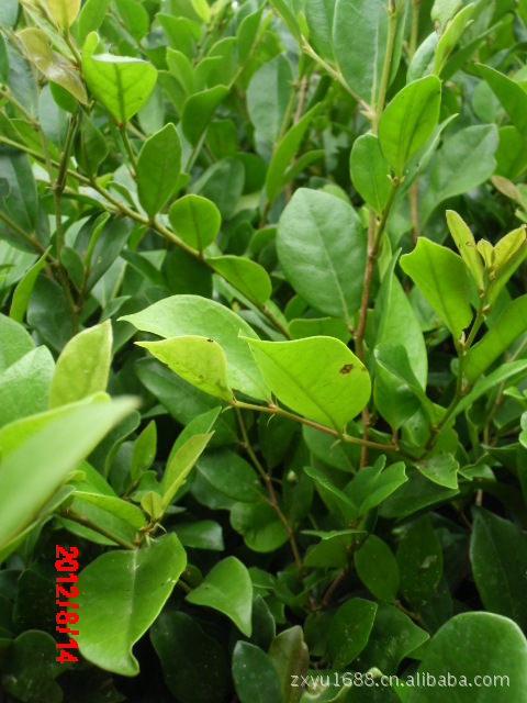 2022年最新【蚊母树】价格_厂家_供应_批发_图片_品牌-苗木批发网