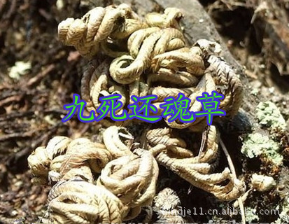还阳草 九死还魂草 卷拍 产地批发 配广告录音传单