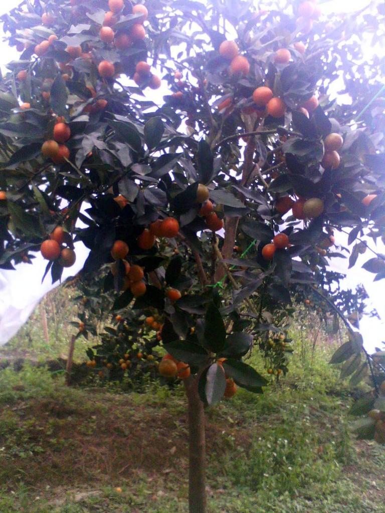 低价批发金桔树金桔大树嫁接金桔苗脆皮果实大口感佳产量高