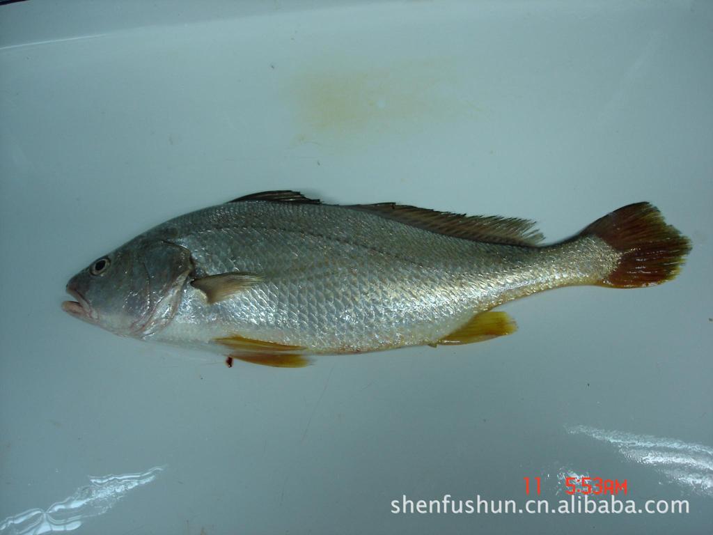 浅色黄姑鱼,俗名白奈,金丝鲵