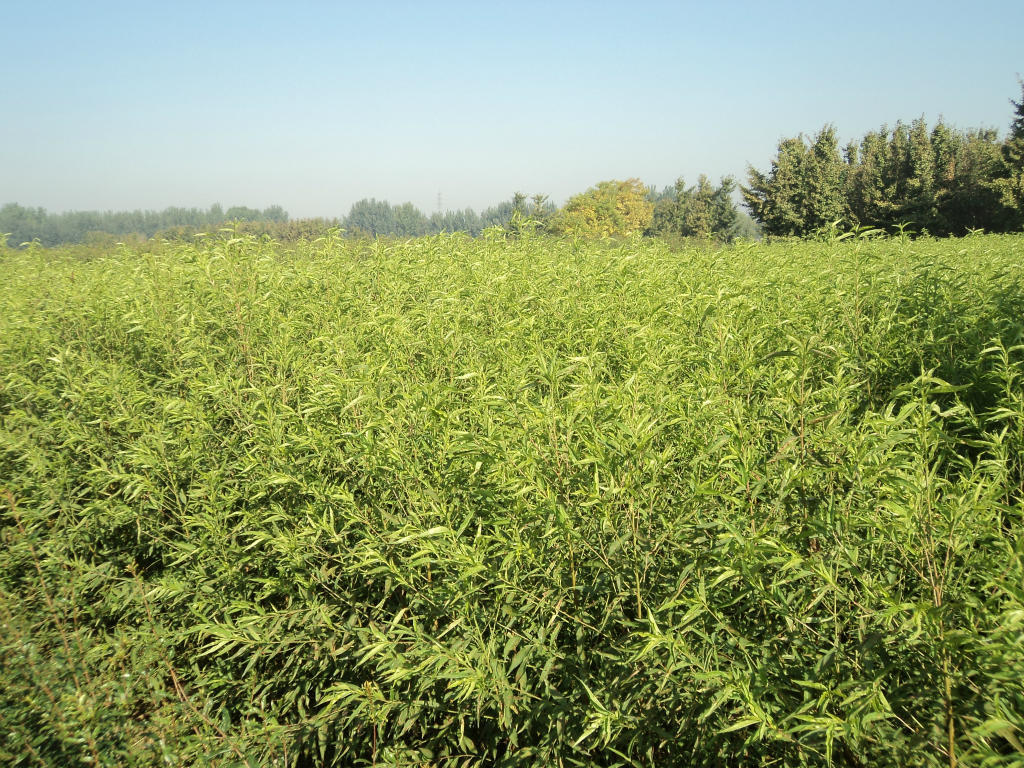 种植花椒树的前景咋样_花椒树没棵收入(3)