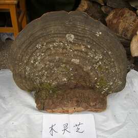 野生木灵芝