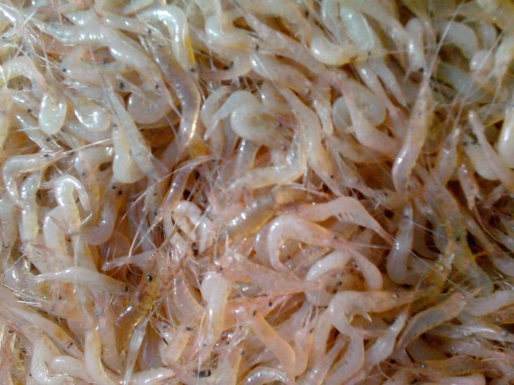 长期批发长江淡水白米虾 宜昌三峡绿色生态产品0