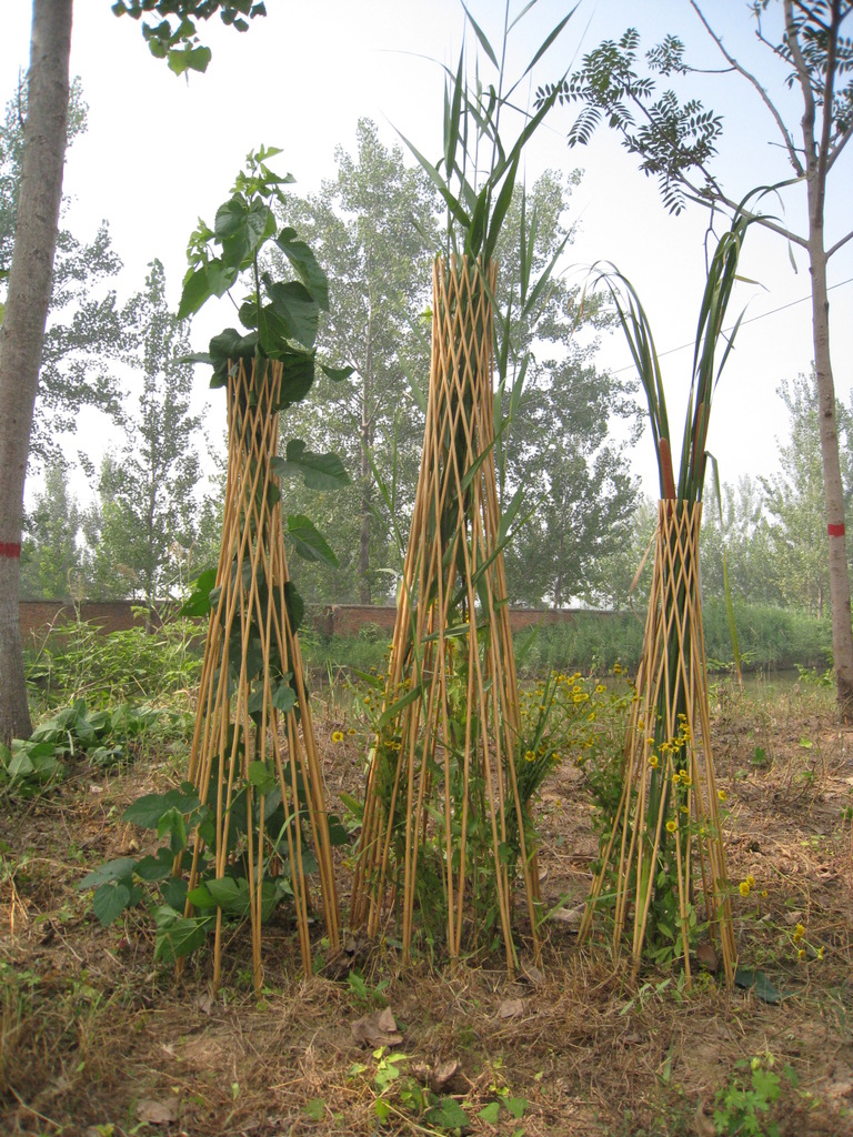 植物保护柳编织品锥形 防植物折断保护塔 柳条编织品