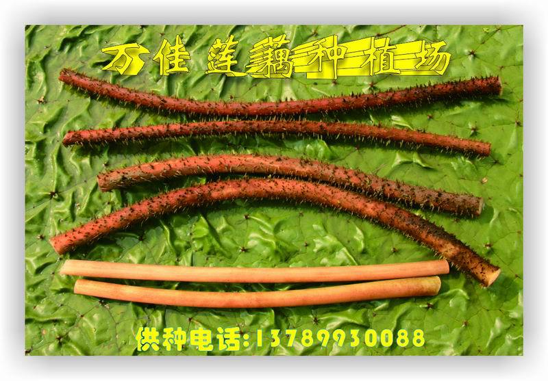 供应鸡荷梗芡实梗鸡头包梗鸡头莲梗