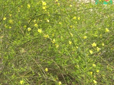 黄馨 萧山园林 树木灌木 土球好 冠幅好 花灌木 地被 球类 色块类