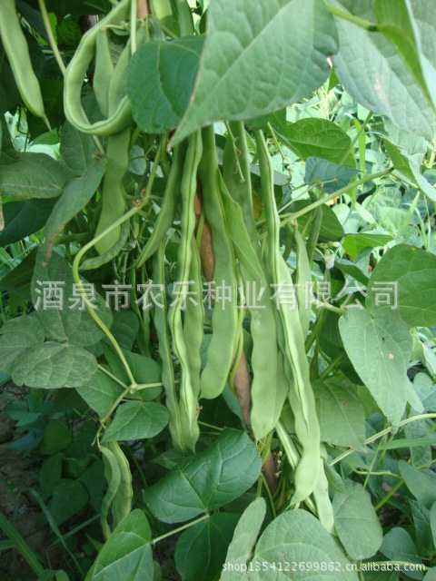 5,及时防治*虫草害(萎蔫*,白粉*,*毒*,蚜虫,豆荚螟,红蜘蛛,绿豆象).