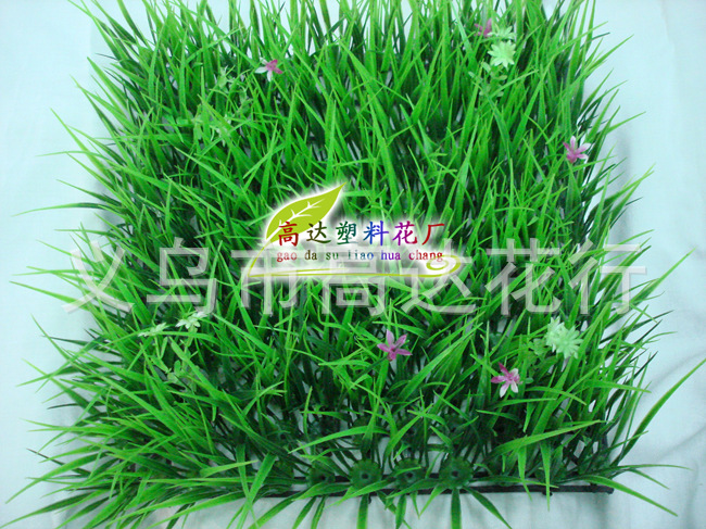 特长高秧苗带花草坪1