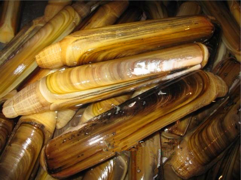 批发品质上乘-鲜活贝类大竹节蛏/圣子王