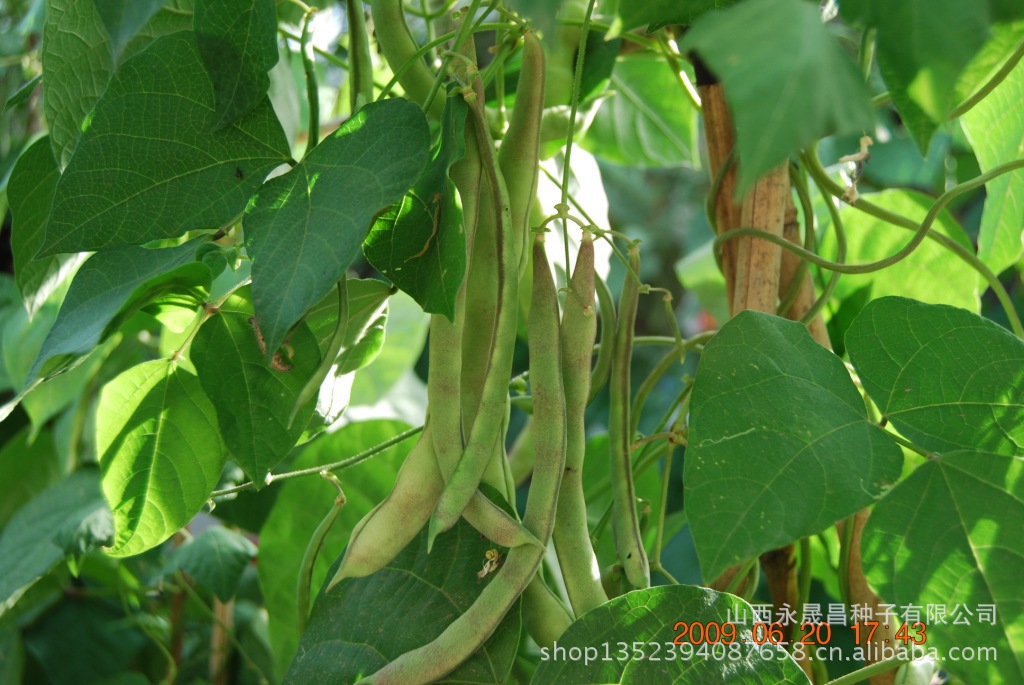 早熟\高产\口感好的架芸豆品种多荚二号