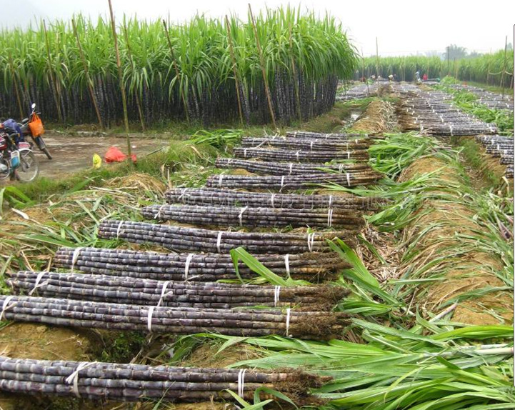 批发业务:13640198583 赖生qq:718812020 黑皮甘蔗为广东省韶关市翁源