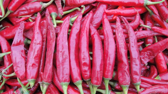 辣椒市场主要销售内蒙古板椒内蒙古益都椒内蒙古六寸红金塔鲜辣椒