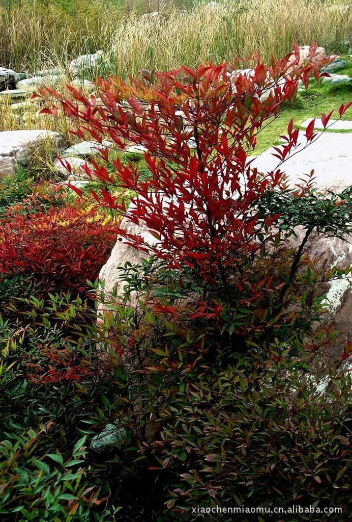 南天竹 南天竺 红叶竺 庭院观赏植物 秋冬观叶植物
