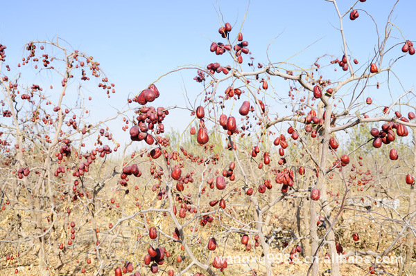 四季楼兰红枣