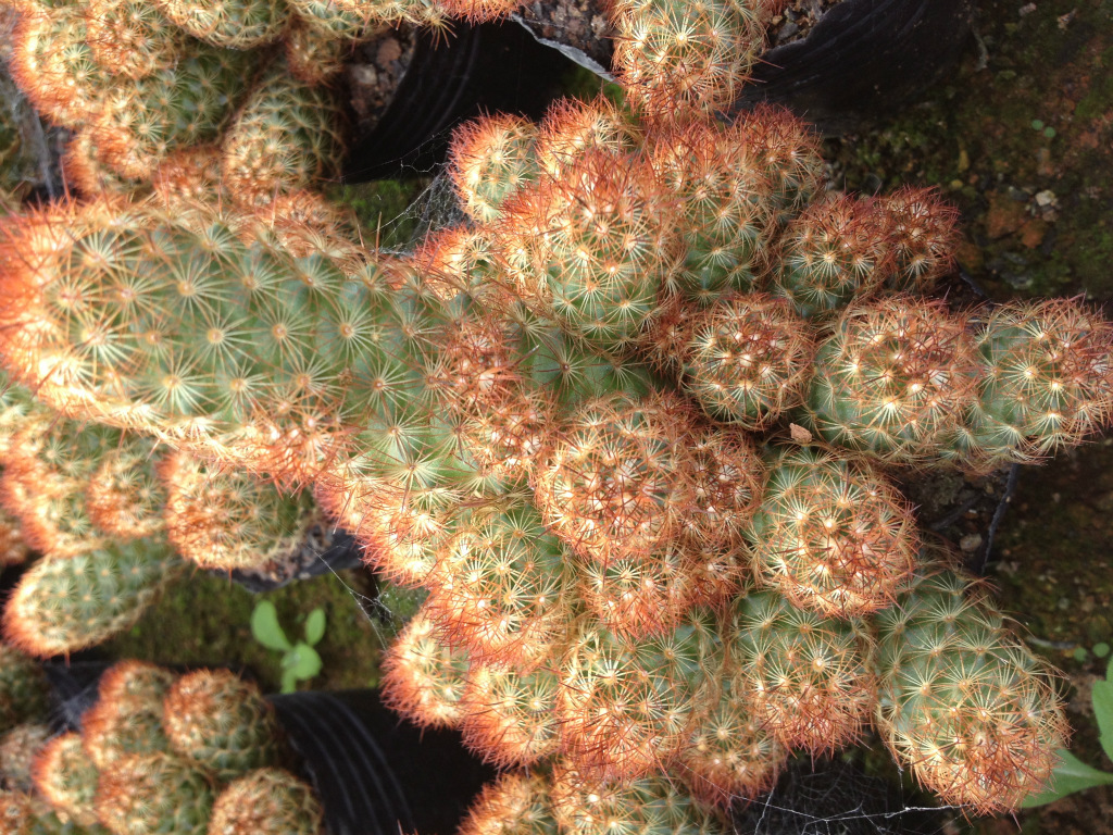 大量批发自产自销 多肉植物—金手指
