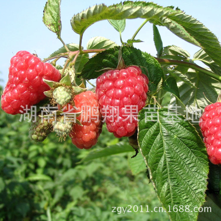 果树苗木批发湖南果苗 双季红树莓苗 当年结果基地直销果树苗