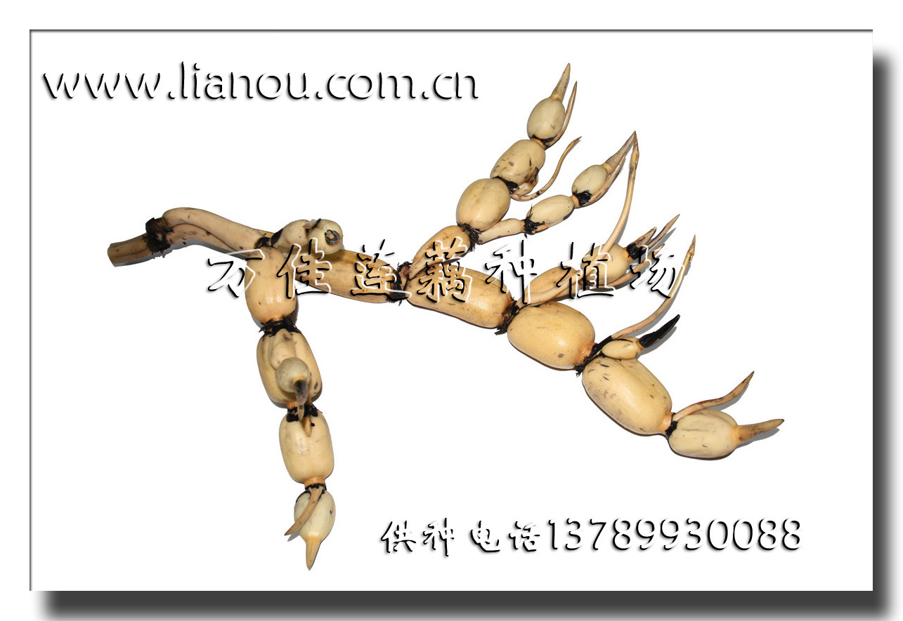 莲藕 鄂莲六号 鄂莲6号 产量高 入泥浅 炒食脆 煨汤粉