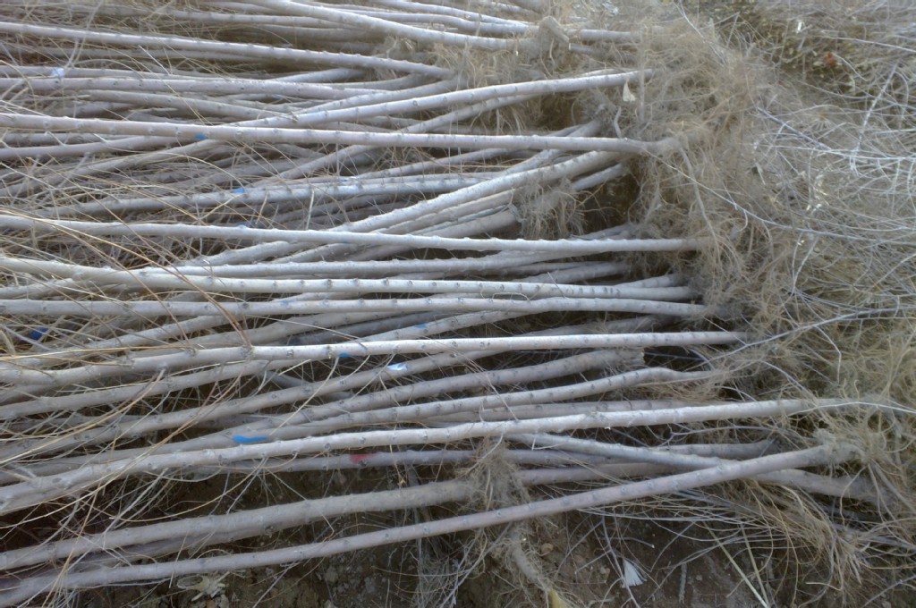 供应榆树白榆树榆树球榆树苗