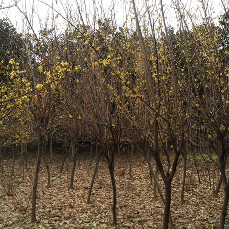 供应庭院工程绿化苗木素心蜡梅腊梅又名冬梅基地