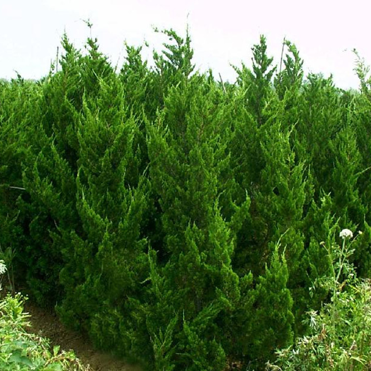 特价批发 优质行道树 风景树 2米高杆龙柏树