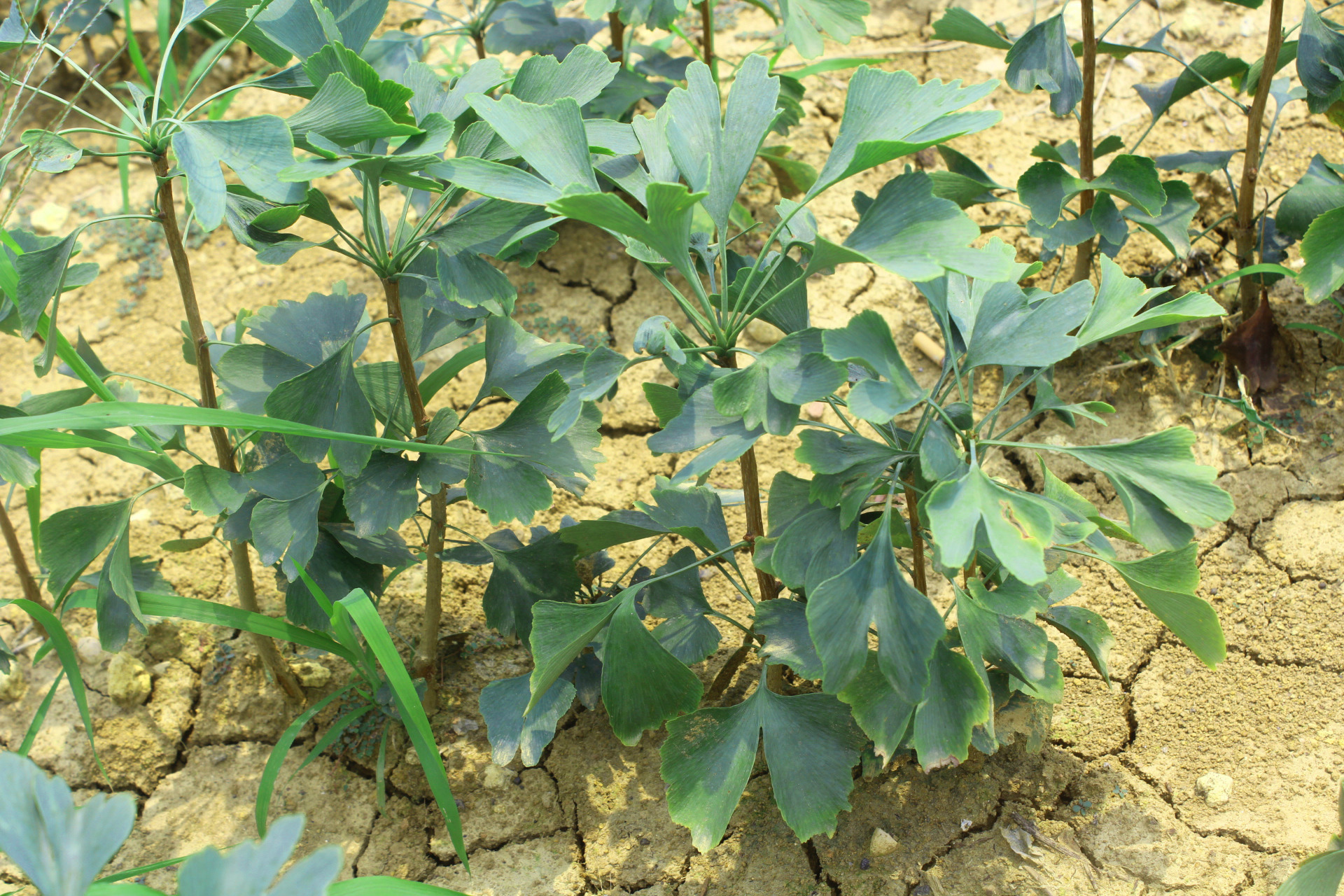 直销批发公孙树 供50公分银杏成苗 规格齐全银杏树苗木 白果树苗