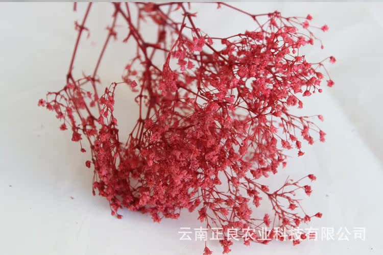 红色满天星钢琴谱图片