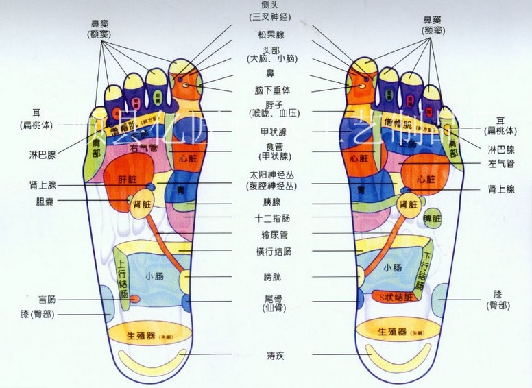 人体脚部经络穴位图,常按摩脚部可促进各个器官更健康图片展示脚底