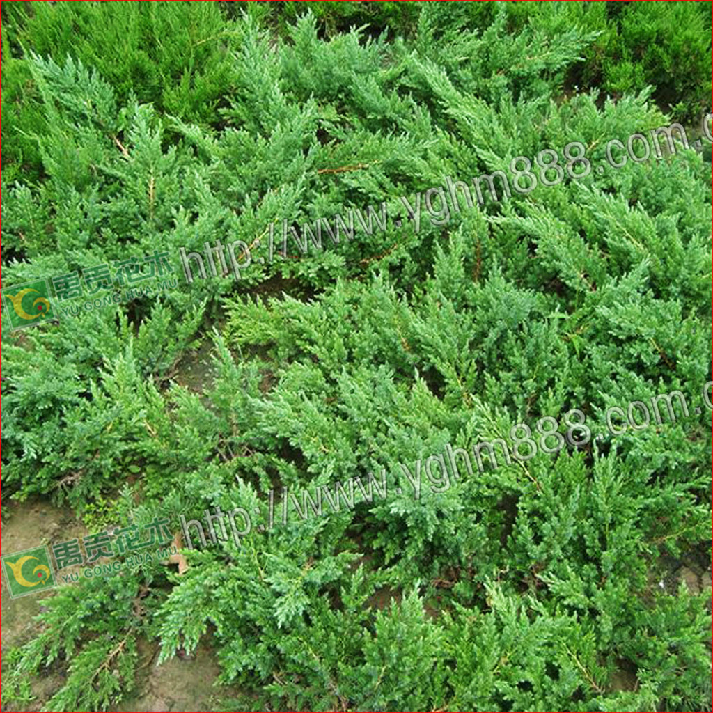 爬地柏常年低价出售30cm长又称地柏铺地柏1元