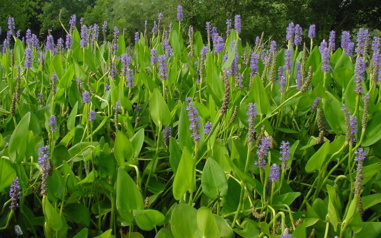 通信网 广州市瀚潮环保科技有限公司 品种 多种水生植物 花色色系