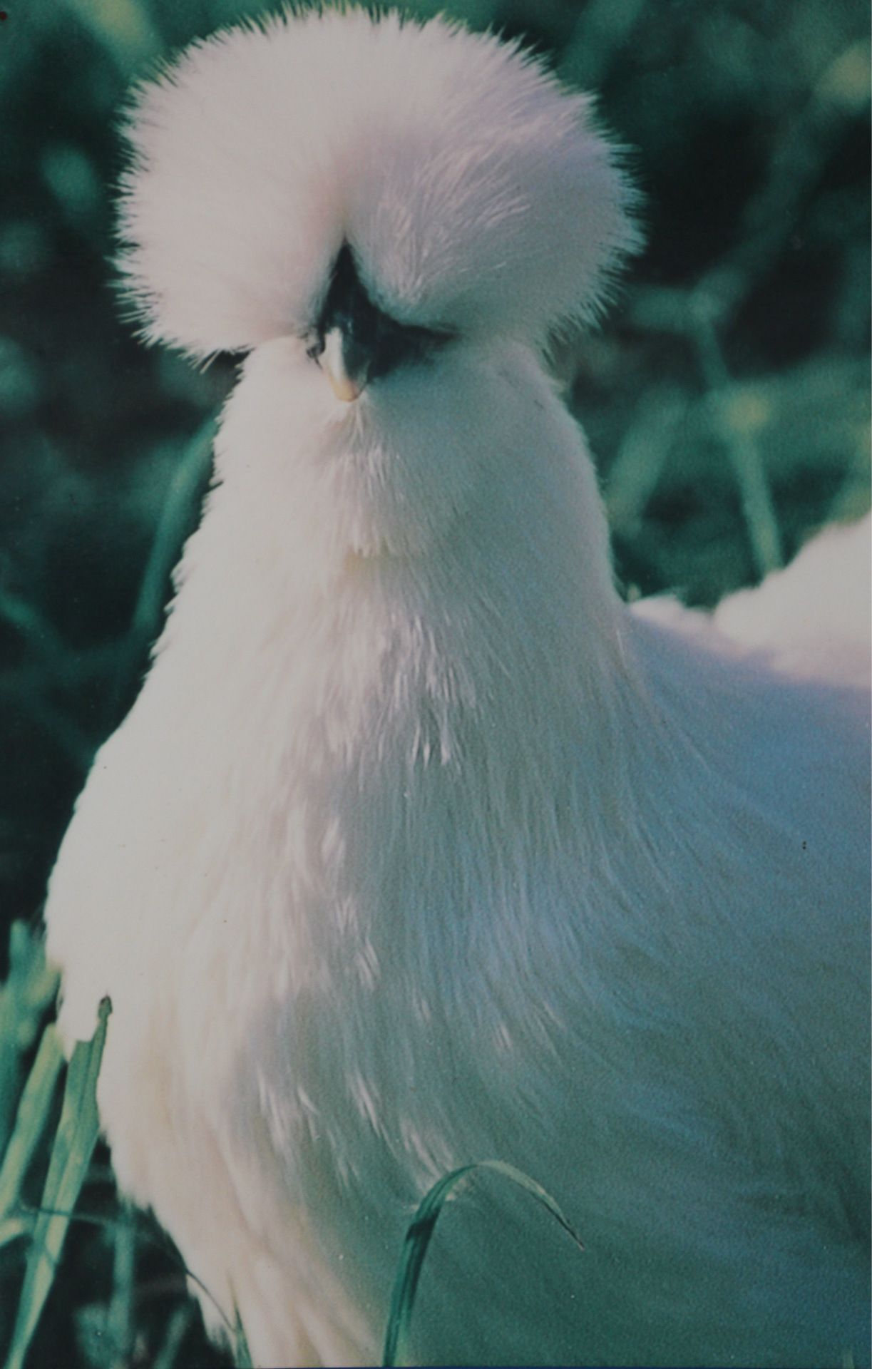乌鸡(母)标准像