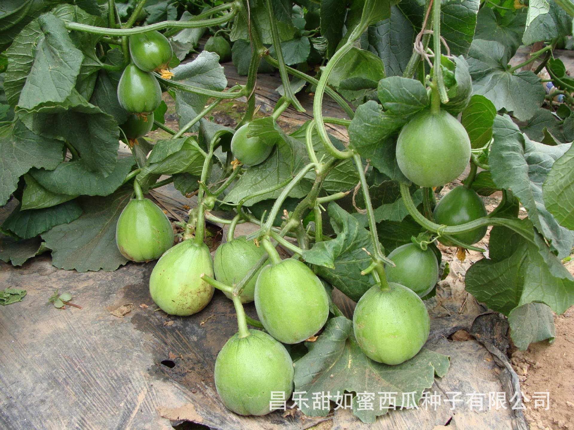 予凯189 绿皮绿肉薄皮甜瓜品种 绿宝 绿宝石 绿翡翠