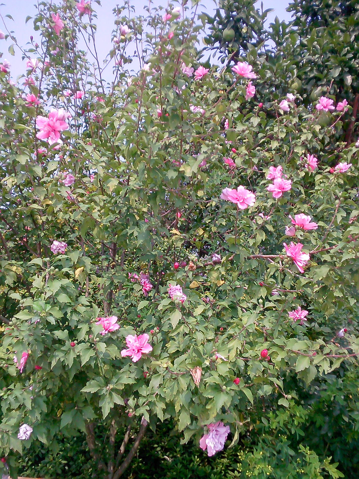 雍容华贵绿化佳品泽宇苗圃常年优价供应木槿量大价优