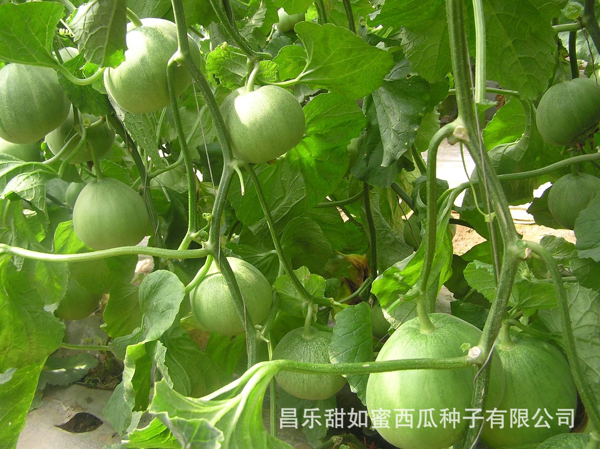 予凯189 绿皮绿肉薄皮甜瓜品种 绿宝 绿宝石 绿翡翠