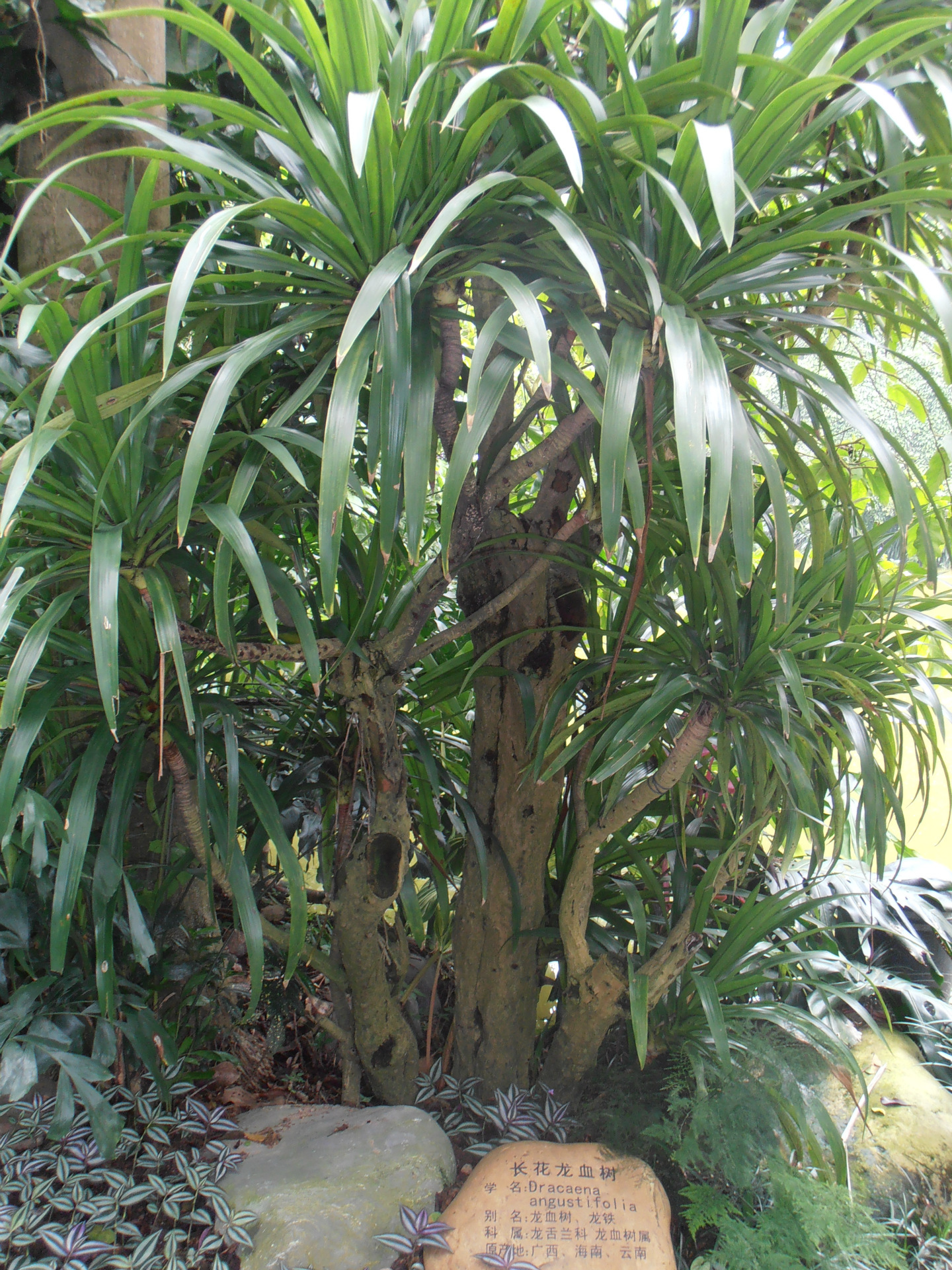 血竭 批发中药材龙血竭 血竭 龙血树