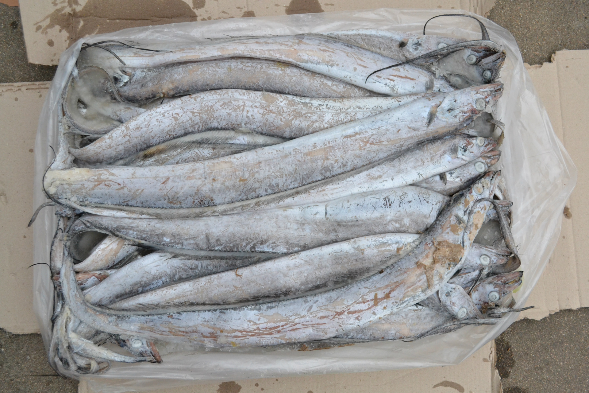 南光食品批发各种规格的刀鱼,带鱼,新鲜刀鱼 2015年新上市