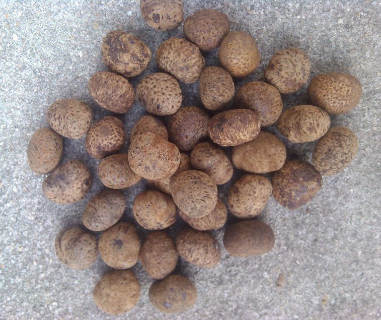 海南黄藤果  元宝高密菩提子原料 星月原籽 通货或指定尺寸