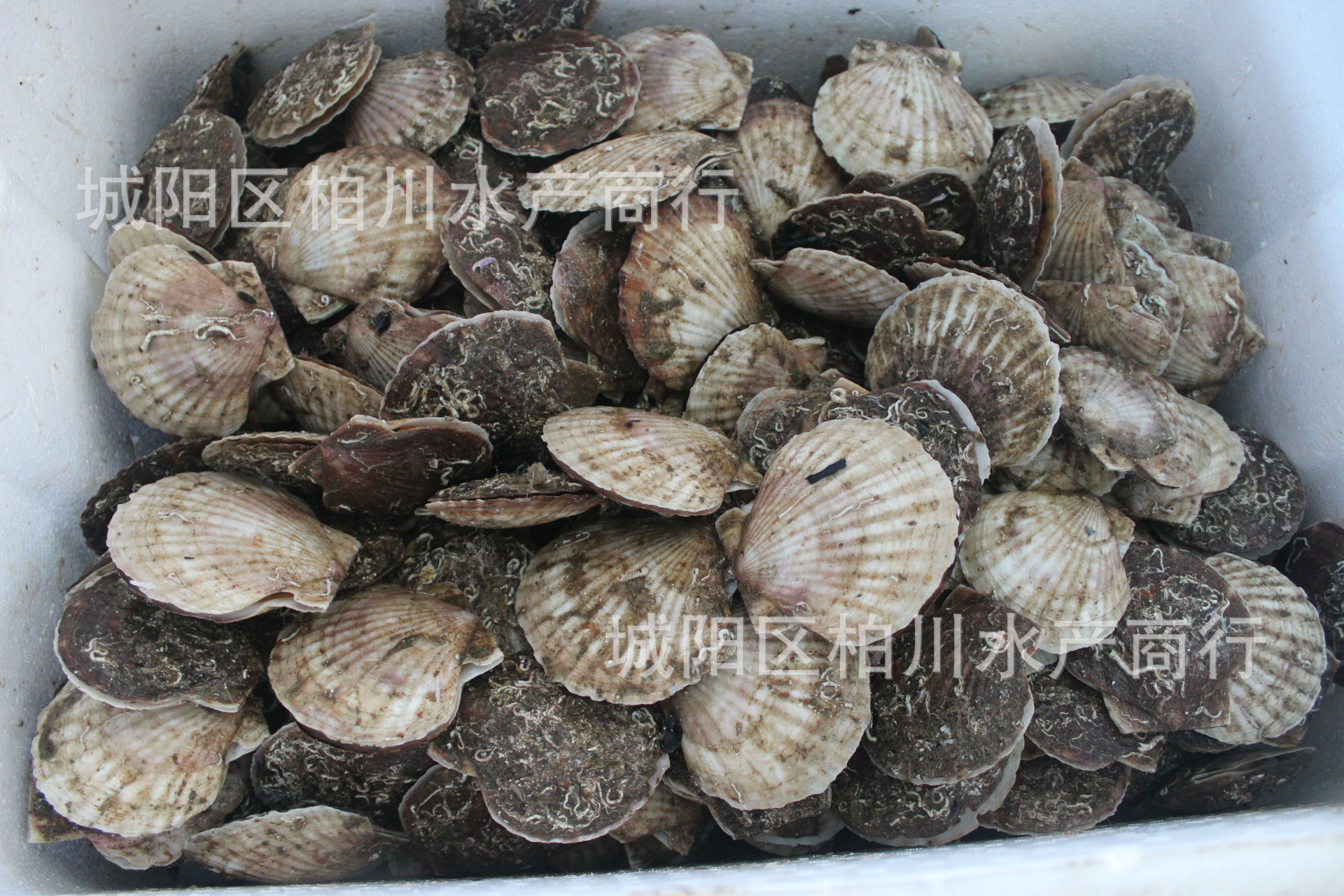 供应鲜活扇贝,白贝,青岛大连白贝,批发海