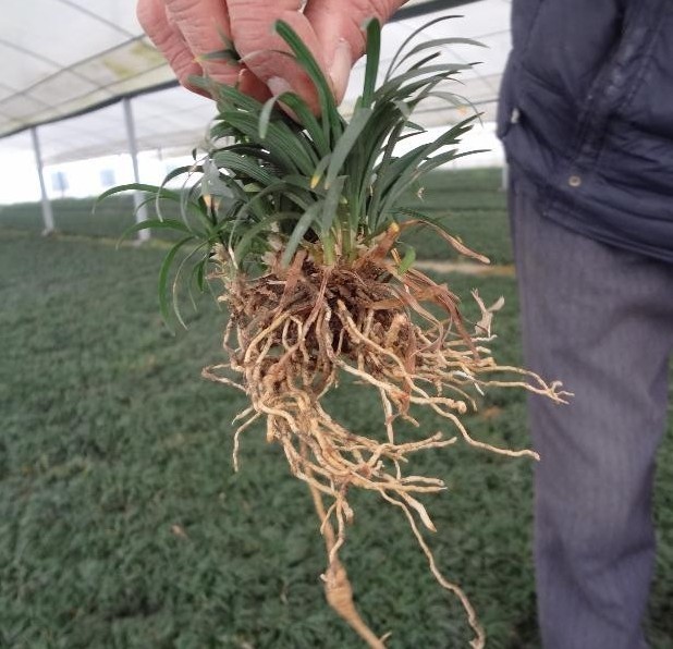 商品描述颜色15950630567马规格金边麦冬,长叶麦冬,日本麦冬(cm)品牌