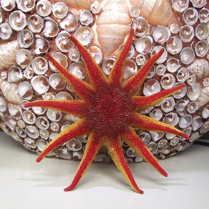 海星壳贝