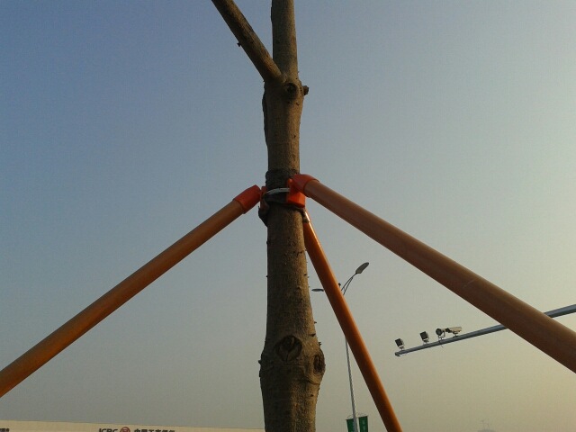 树木支撑树支架树支撑木桩杉木松木杆银杏香樟香蕉椰子树绿化支撑