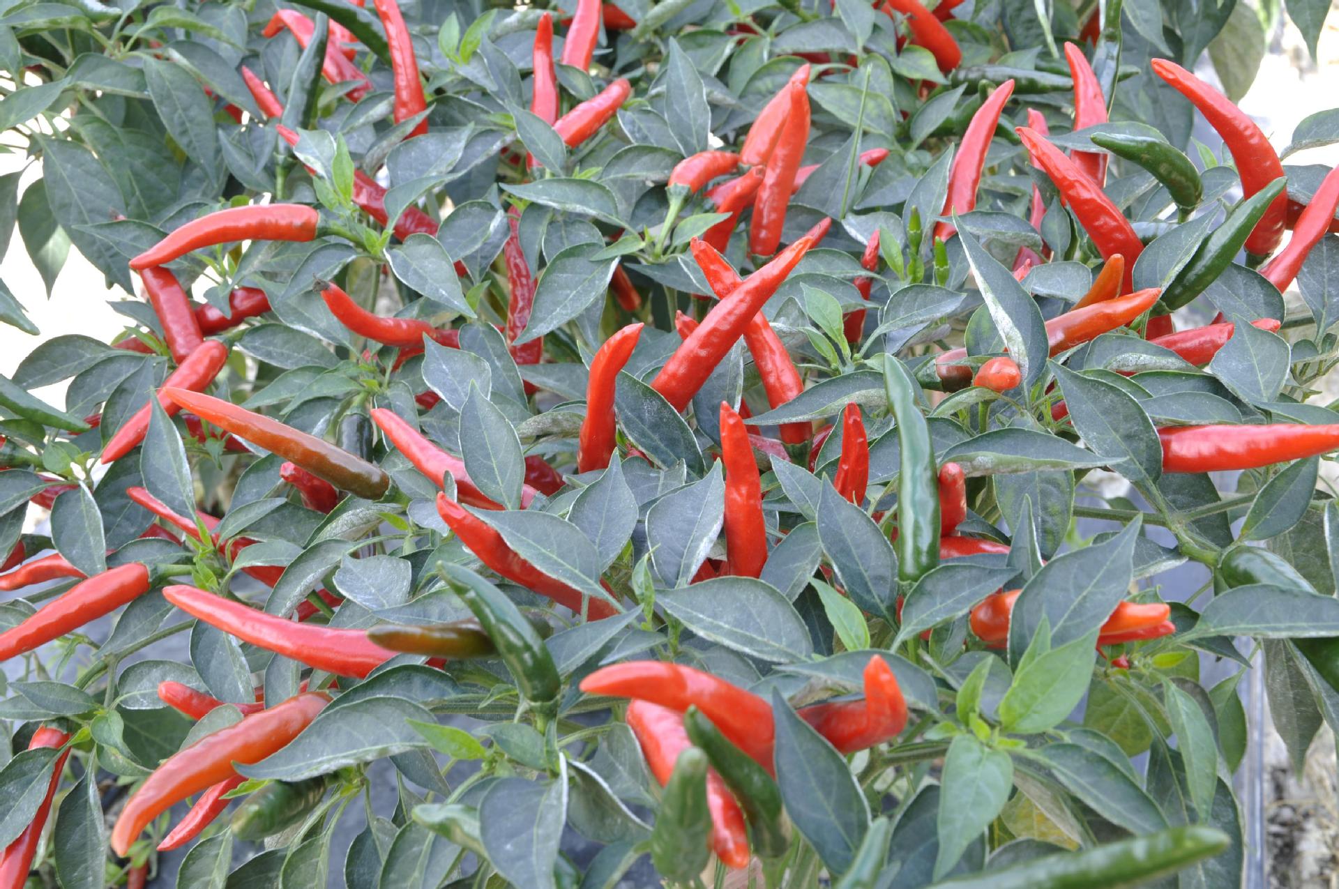 供用货架期长,丰产,大果,干鲜两用单生朝天椒海椒-湘辣712