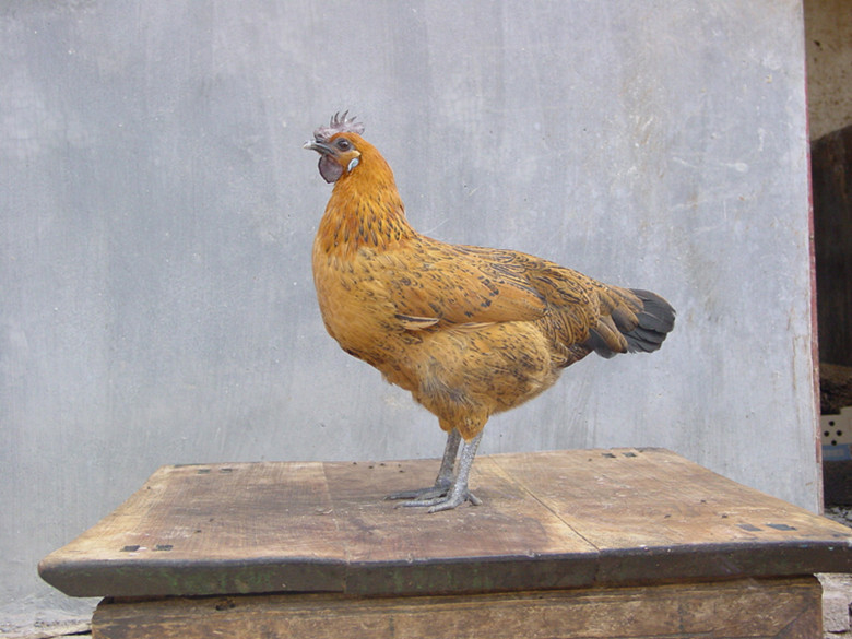 专业孵化,批发黄毛乌鸡苗 雪峰乌骨鸡苗 湖南厂家生产 做免疫