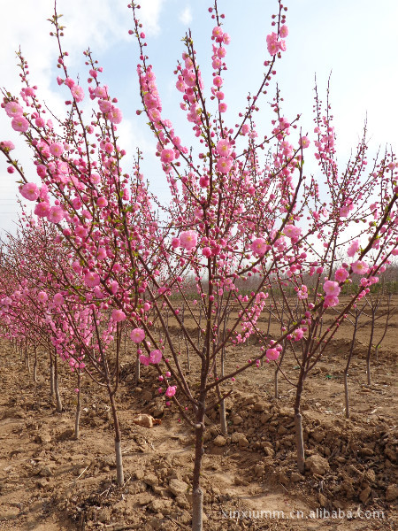供应花灌木 泰安直销榆叶梅1-8cm 重瓣大红花 冠幅好 量大从优