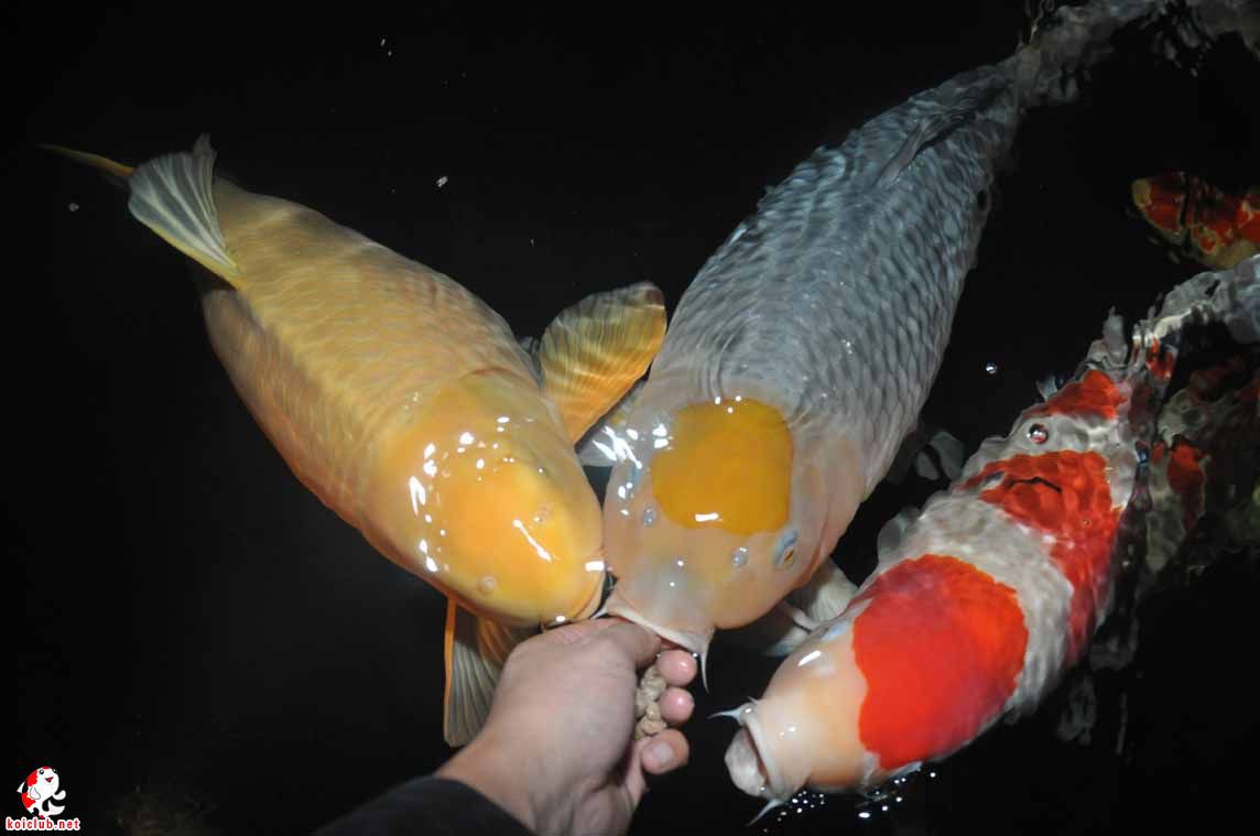 吃奶鱼/奶瓶喂鱼/奶嘴鱼免费加盟/全国发货/喂奶鱼包活/不吃包退