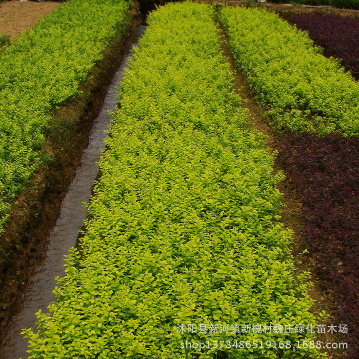 超低价绿化苗 金叶女贞 庭院植物 绿篱植物 彩色植物 彩叶花卉
