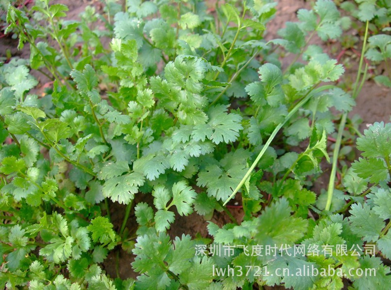 我要发芽 蔬菜种子 四季香菜 芜荽 胡菜 香