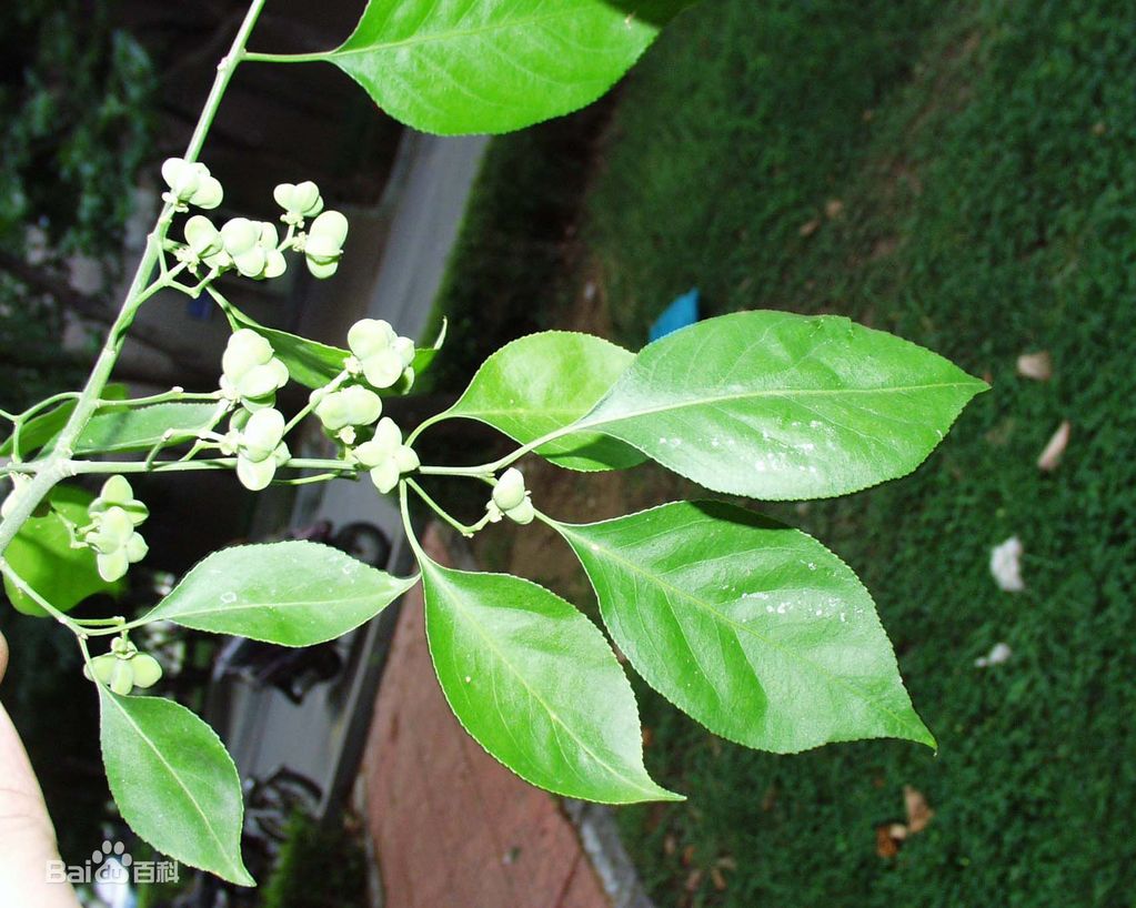 (cm)叶色色系红色系色叶类型秋色叶主要观赏部位观叶园林用途风景树