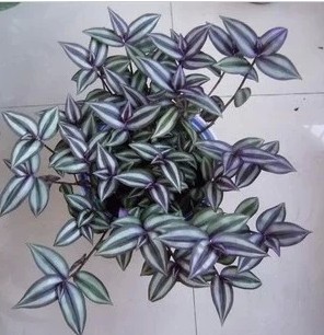 吊竹梅盆栽 又称吊竹兰 室内植物盆栽 净化空气 室内小植物